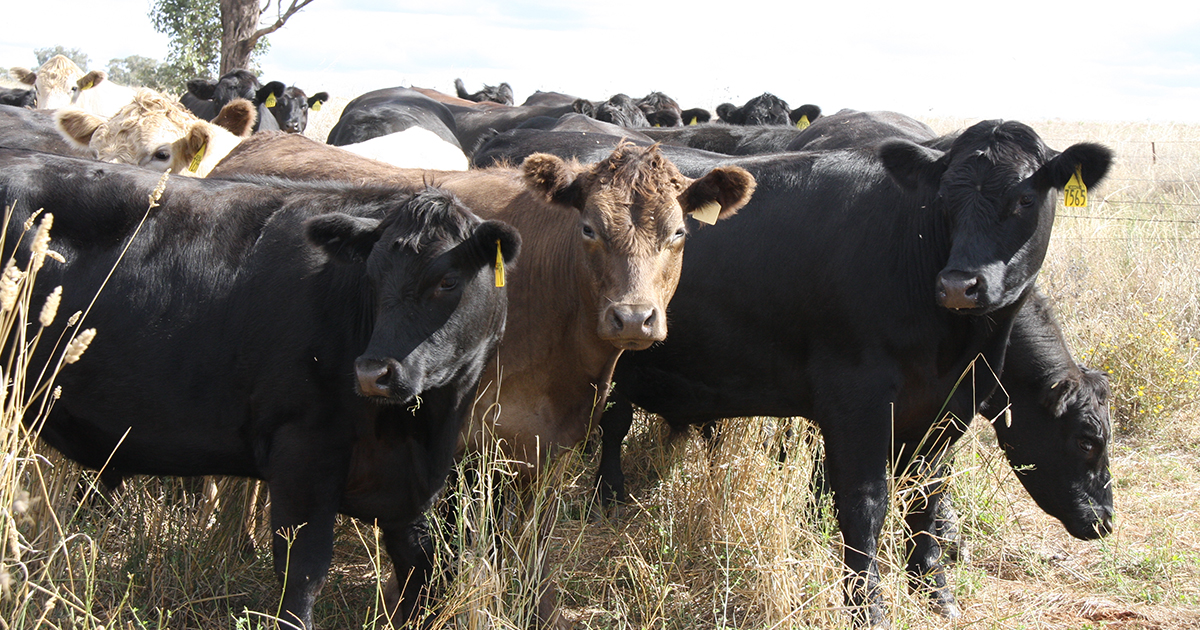 Record weights and prices flow to processors | Meat & Livestock Australia