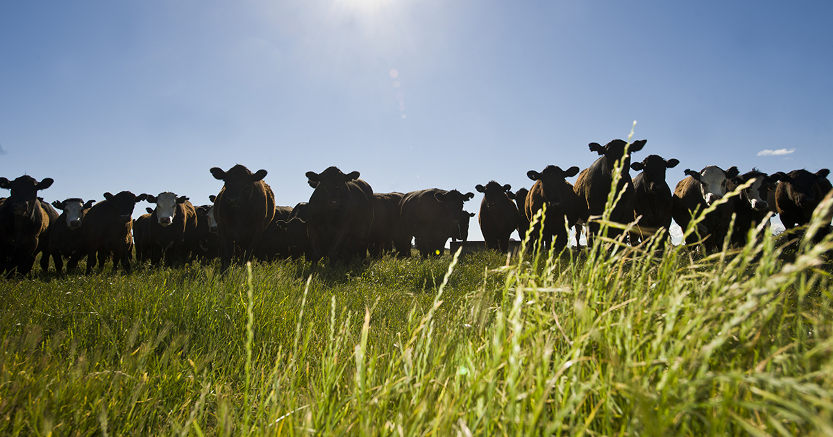 Australian cattle resilient throughout 2020 Meat & Livestock Australia