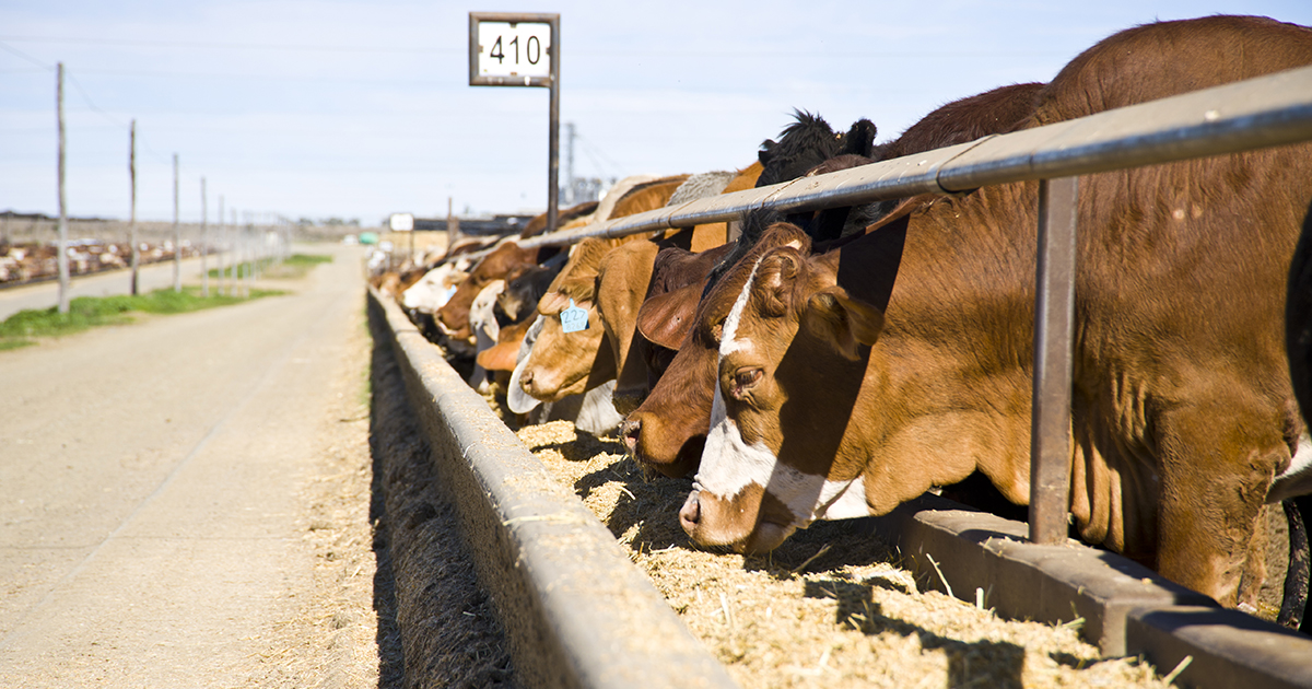 national feedlot corporation case study