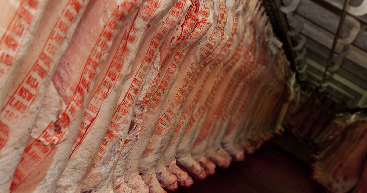 Lamb overthehooks indicators push higher Meat & Livestock Australia