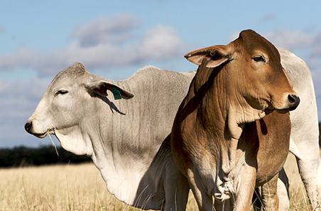 February 2022 Cattle Industry Projections