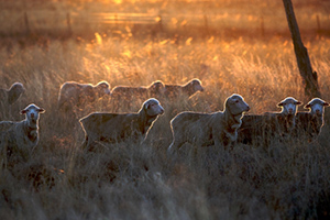 September 2020 Sheep Industry Projections