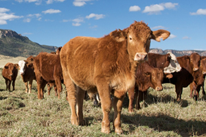 April 2020 Cattle Industry Projections
