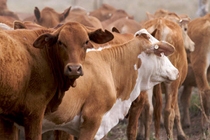 July 2020 Cattle Industry Projections