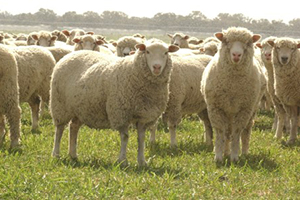 February 2020 Sheep Industry Projections