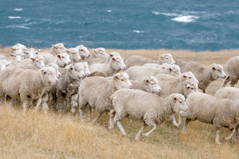Trends & analysis | Meat & Livestock Australia Trends & analysis | Meat & Livestock Australia