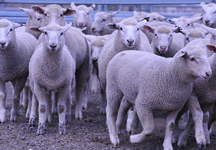Lamb market prospects