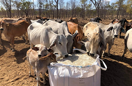 ‘Amber Station’, Mount Surprise, Queensland