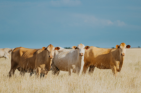 Cattle and sheep market wrap