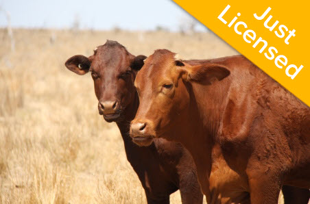 BRD multivalent vaccine