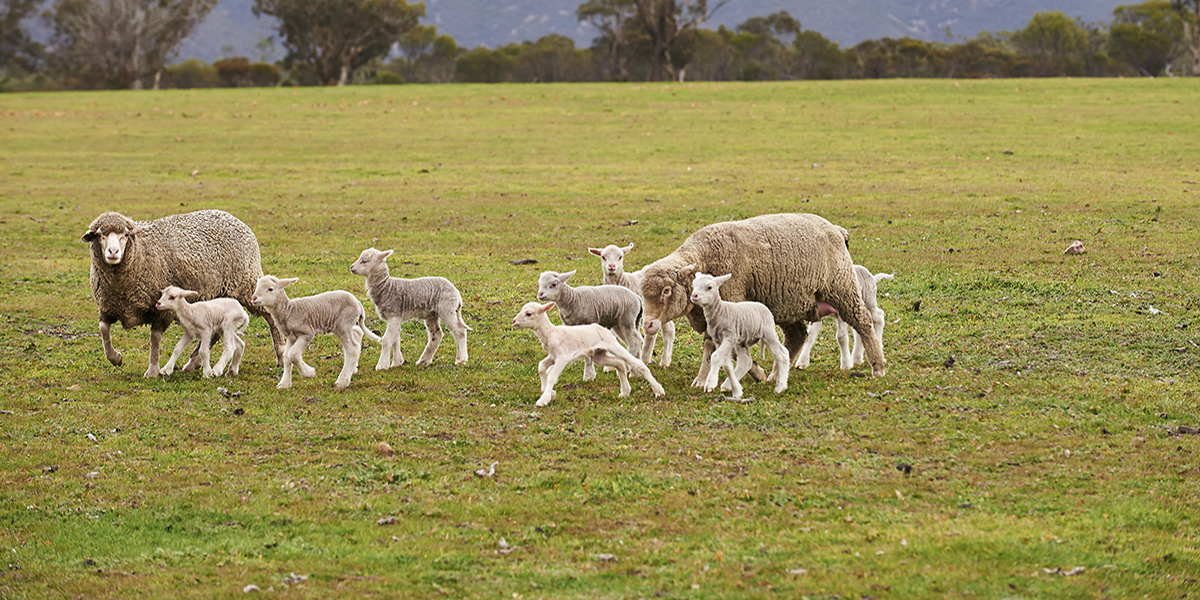 Fit to Join — Improving ewe and lamb survival through pre-joining assessment