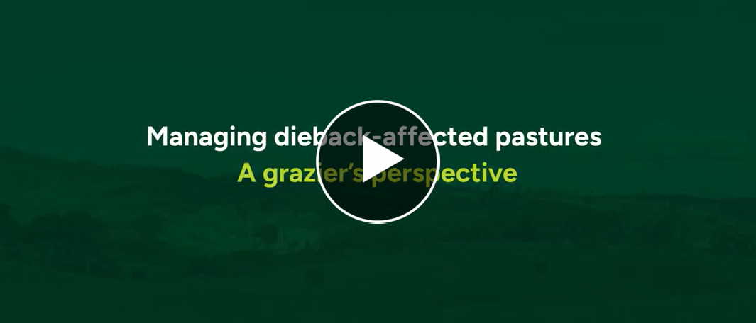 MLA Pasture Dieback Trials | Managing dieback: A Grazier's perspective