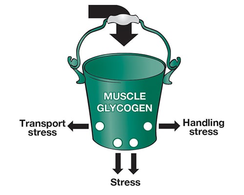 Muscle Glycogen.jpg