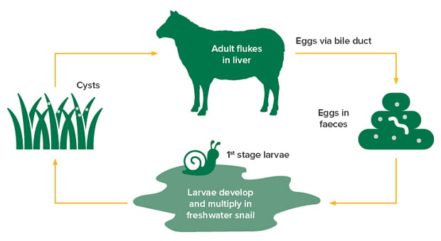 Liver fluke  Meat & Livestock Australia