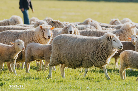 2021–22 Producer Adoption Outcomes Report