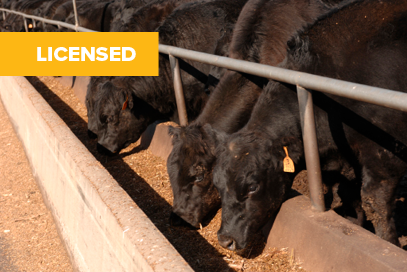 Algae feed supplement