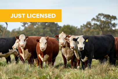 BRD multivalent vaccine