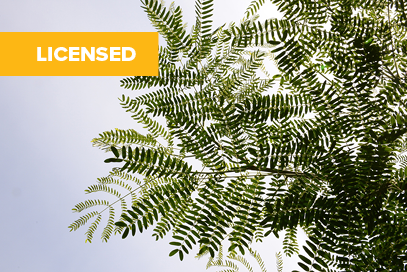 Licensing Opportunity: Redlands Psyllid Resistant Leucaena variety (PBR valid until 28 September 2042)