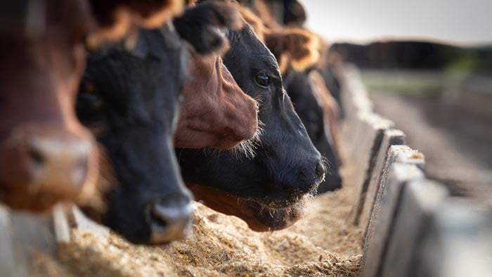 Feedlot management
