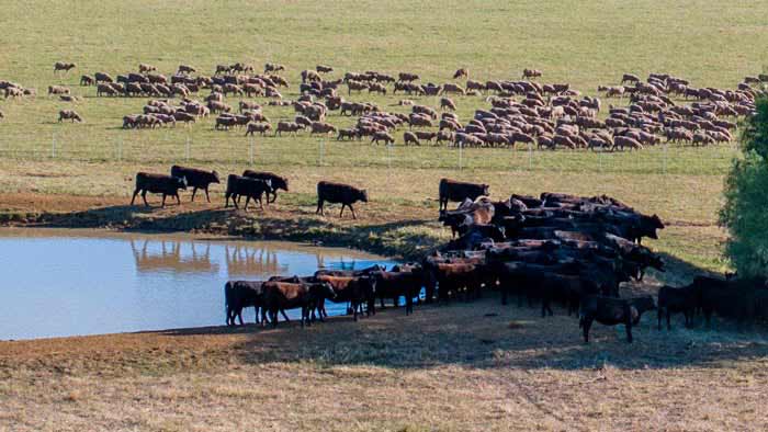 Grazing land management