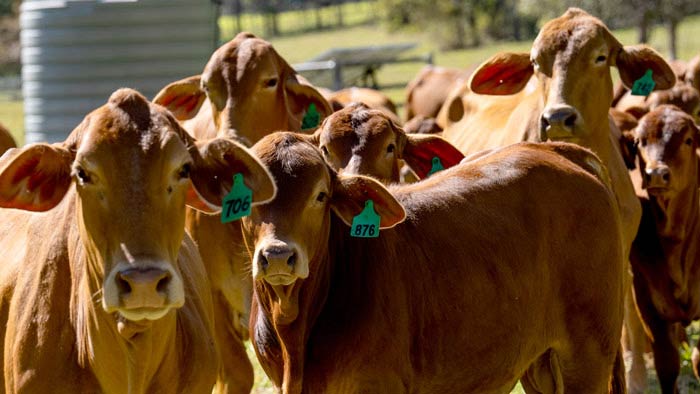 Livestock production