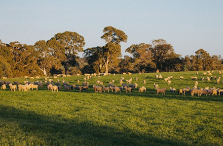 Making more from sheep: protect your farms