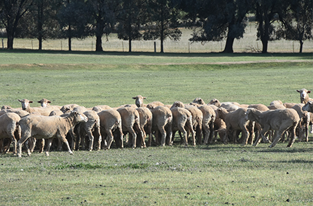 Weekly cattle and sheep market wrap