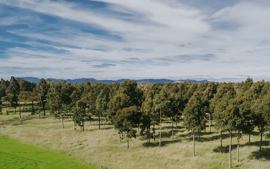 Trees on farm factsheets