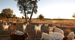 Grazing & pasture management