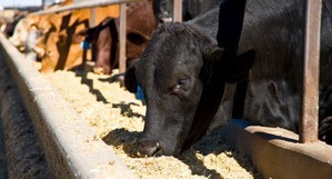 Feeding, finishing & nutrition