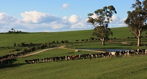 Environment and sustainability