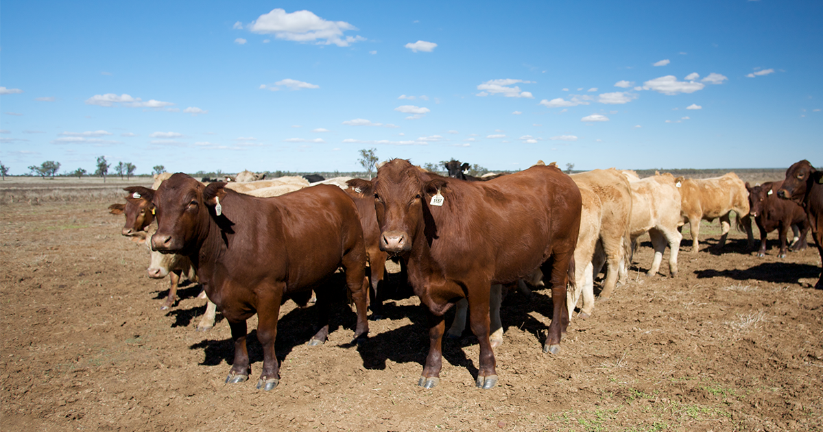 cattle-in-paddock-resized.png