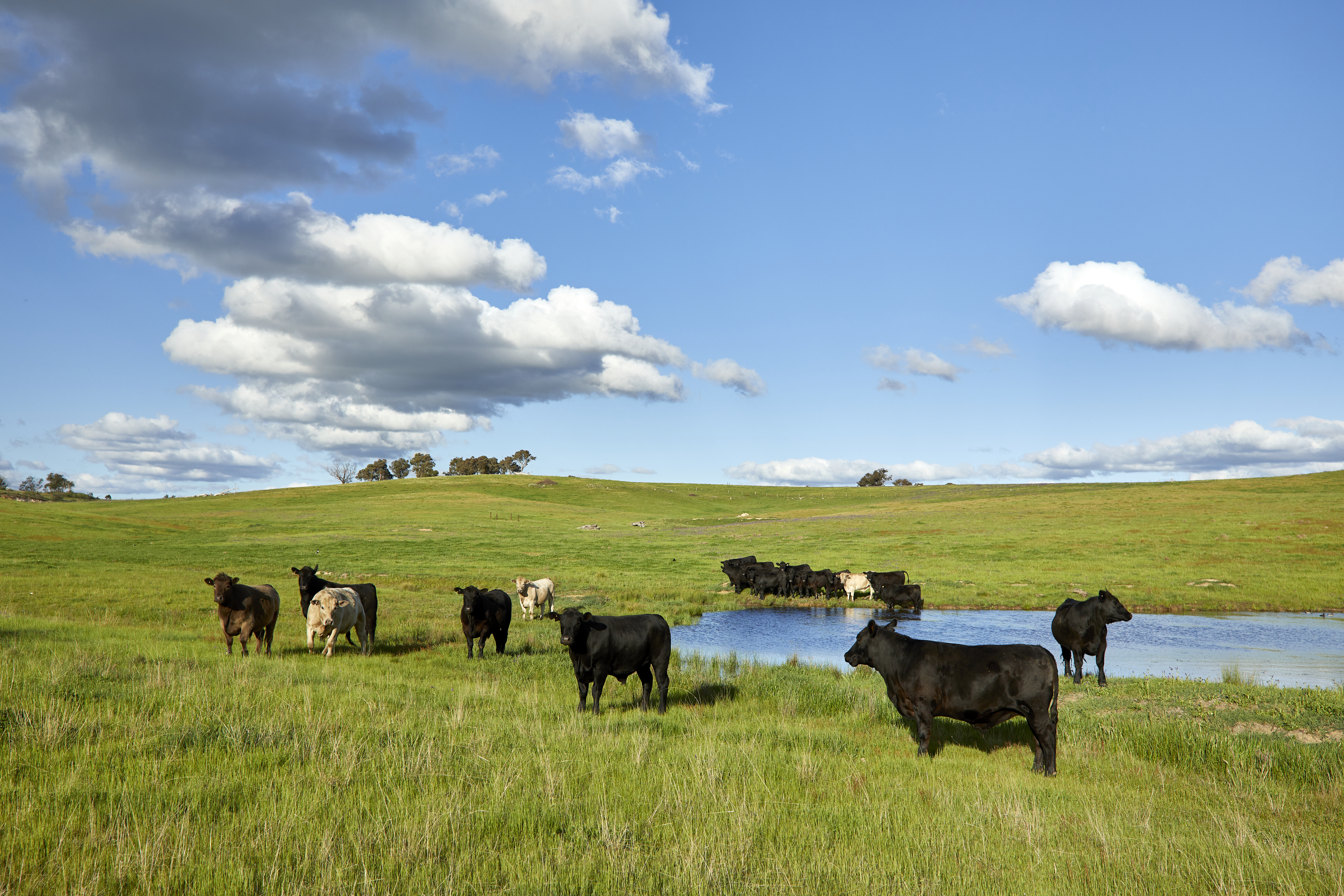 Australian Beef Sustainability Framework welcomes EU recognition of land management practices