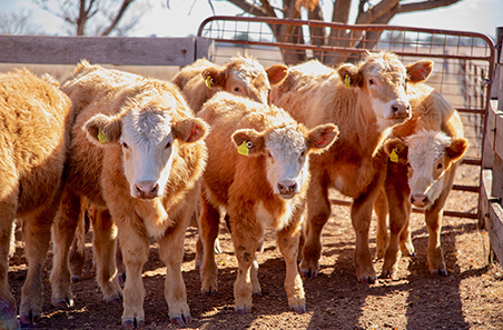 Help track sentiment and shape 2026 forecasts