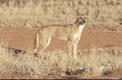 The real cost of wild dogs from paddock to processing