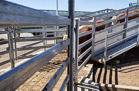 Weekly cattle and sheep market wrap