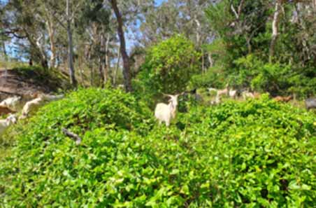 Goat solution trialled for bushfire mitigation