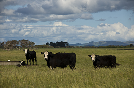 Saleyard survey state-by-state | Mirage News