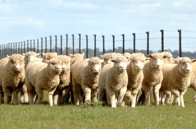 Weekly cattle and sheep market wrap