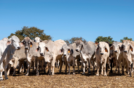 Indonesia partnership underpins northern profitability