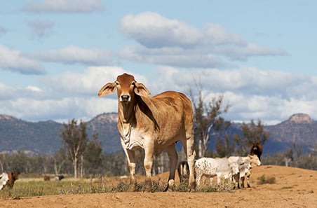 Australian beef industry sets global benchmark in sustainability performance