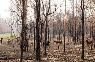 How to protect your livestock in extreme heat