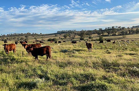 What is the cattle and sheep ABARES forecast?