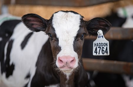 Cream of the crop: beef from dairy paves pathway