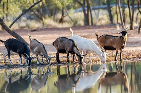 Grid to consumer: webinars highlighting the goatmeat value chain