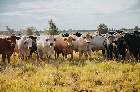 Beef production hits record highs as lamb and mutton turnoff slows