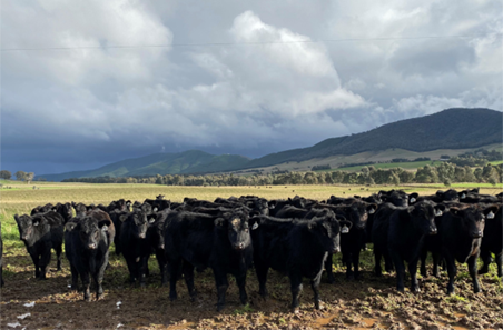 Flukicide timing tackles drench resistance