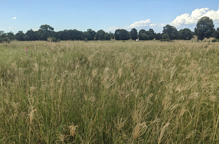 Tips to minimise the impact of mealybugs
