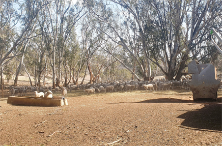 Containment feeding beyond drought: adapting to rain