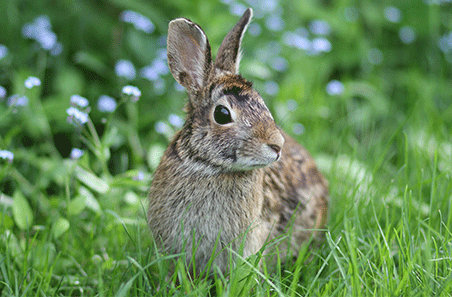 Rabbits and your feedbase: Why warrens matter